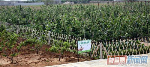 鲅鱼圈小望海生态园,鲅鱼圈望海寨村长