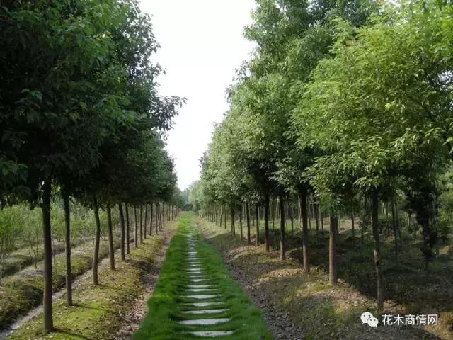 第一花木网苗木行业行情分析,花木价格行情分析