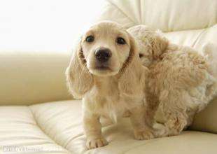 狗狗做绝育手术的三大好与坏