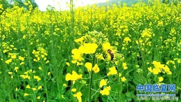 我把河州当“花州”