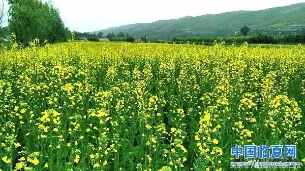 我把河州当“花州”