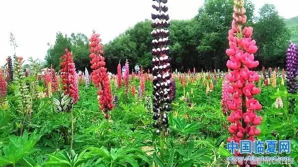 我把河州当“花州”