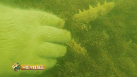 十亩水库养鱼一年收益,一亩鱼塘养鱼的收益