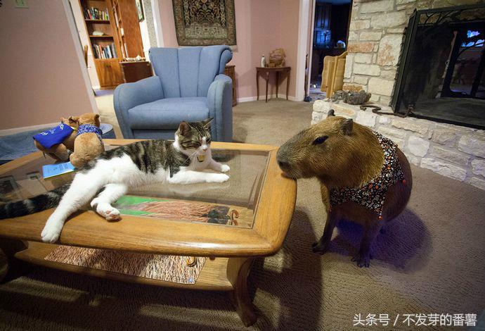 人工饲养大老鼠,农村小伙家里养了一只大老鼠