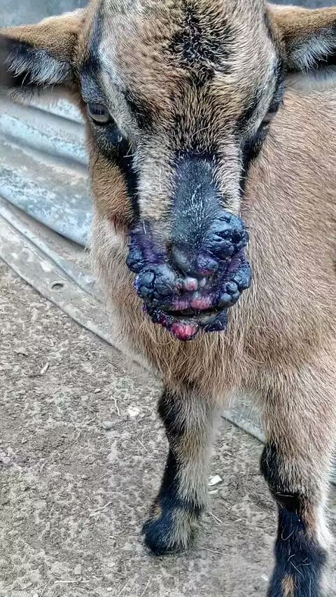 羊嘴巴长羊口疮怎么治,羊得了羊口疮肉可以吃吗