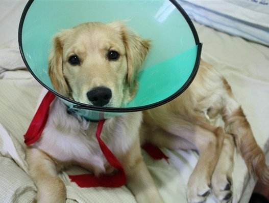 狗狗做绝育手术的三大好与坏