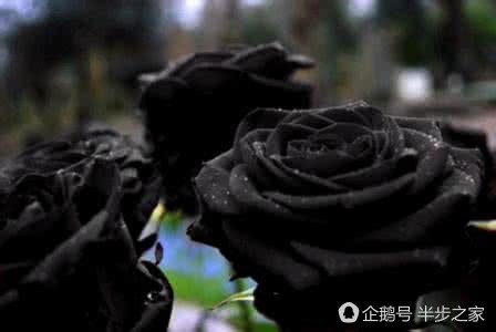 玫瑰品种区分及花语,绿玫瑰品种和花语