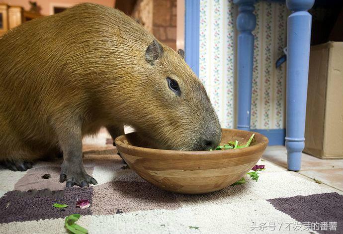 人工饲养大老鼠,农村小伙家里养了一只大老鼠