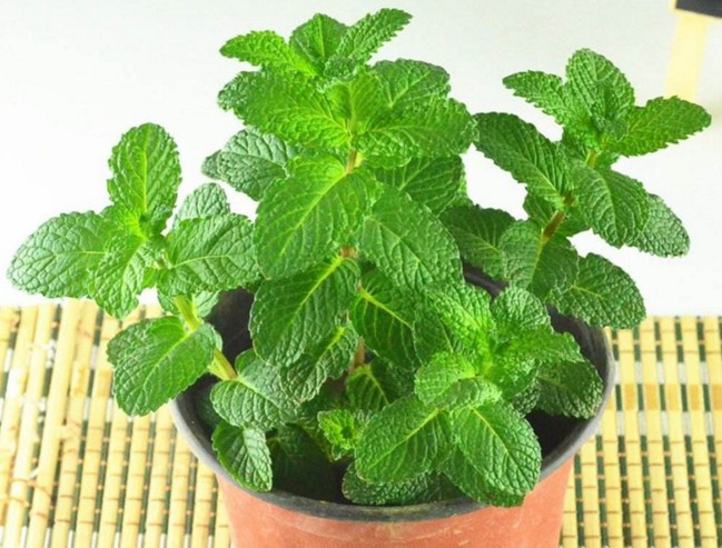 薄荷叶对蚊子有好处吗,干薄荷叶可以驱蚊虫吗
