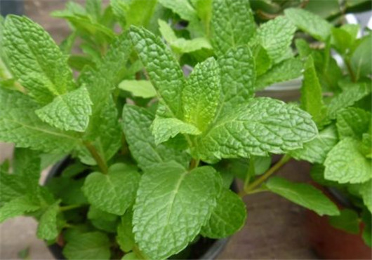 薄荷叶对蚊子有好处吗,干薄荷叶可以驱蚊虫吗