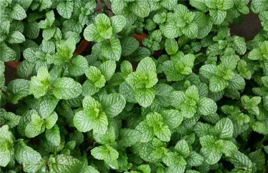 薄荷叶对蚊子有好处吗,干薄荷叶可以驱蚊虫吗