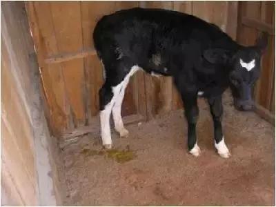 犊牛腹泻发病率为什么较高,犊牛腹泻病的原因和防治措施