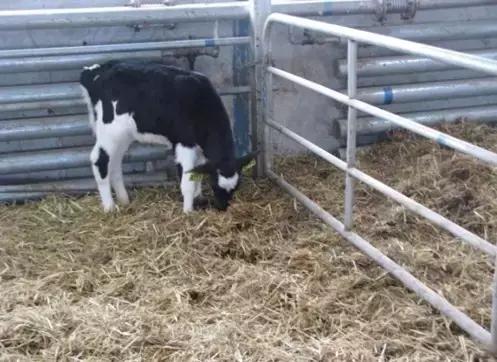 犊牛腹泻发病率为什么较高,犊牛腹泻病的原因和防治措施