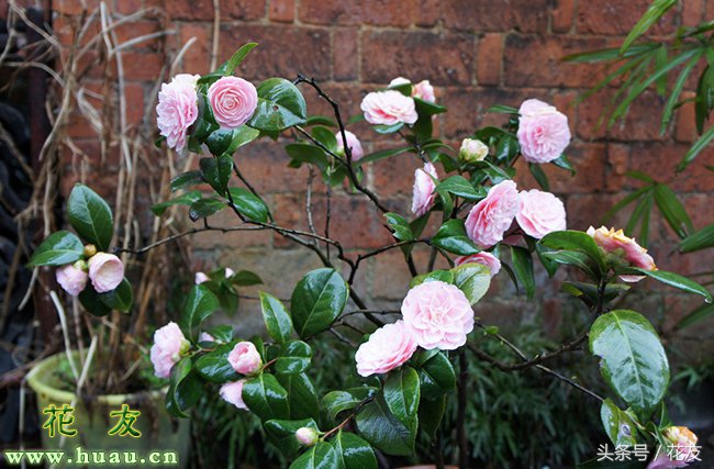 花后的养护方法和注意事项,花卉养护及修枝技巧视频