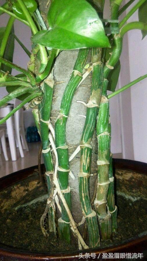 家里的绿萝生长十分缓慢怎么办,我家的绿萝长得越来越茂盛