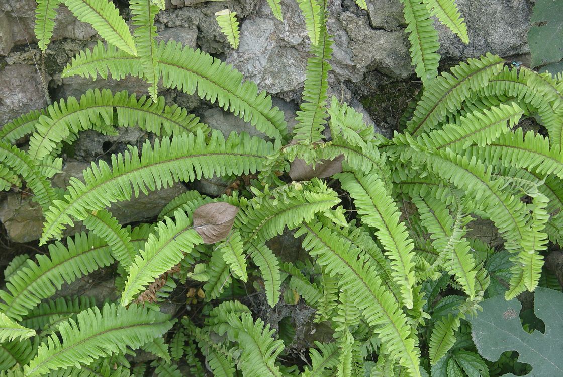 北方野生蜈蚣草,农村到处都有的这种草竟然是个宝