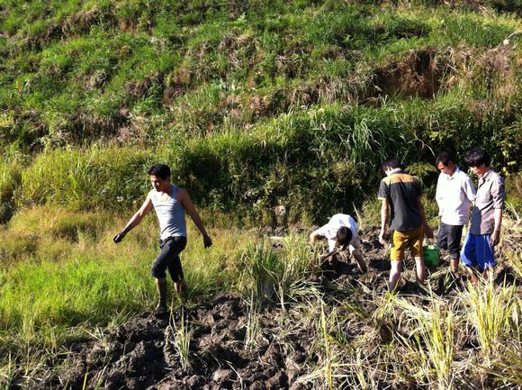 臭泥巴里面的鱼,臭泥沟里有黄鳝