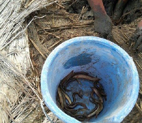 臭泥巴里面的鱼,臭泥沟里有黄鳝