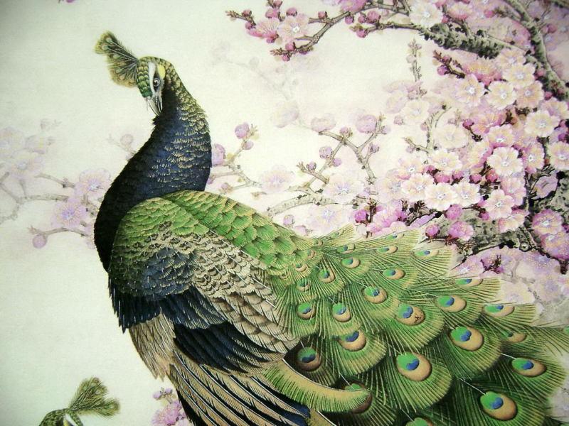 孔雀开屏的图片国画孔雀的画法,国画孔雀的画法图片