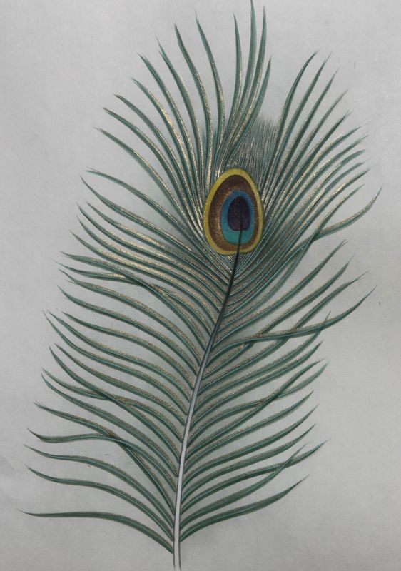 孔雀开屏的图片国画孔雀的画法,国画孔雀的画法图片