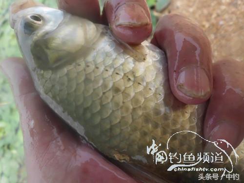 闷热缺氧鱼上浮不开口怎么钓,闷热鱼难钓为什么午时鱼难钓