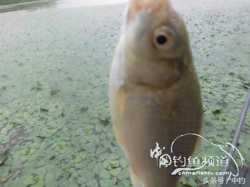 闷热缺氧鱼上浮不开口怎么钓,闷热鱼难钓为什么午时鱼难钓