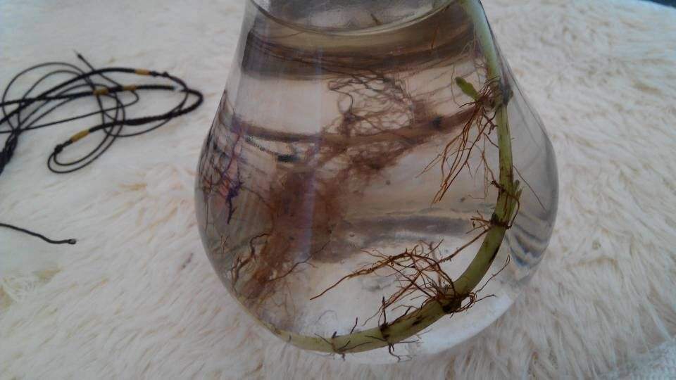 薄荷没香气，“三动作”虐一虐，憋嫩芽冒白根，清香宜人小半年