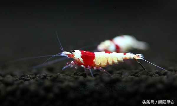 巨型淡水虾多少钱一只,水晶虾哪个品种最便宜好养