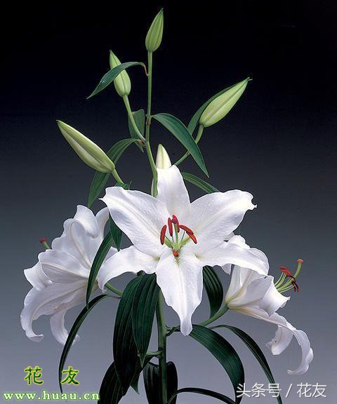 花后的养护方法和注意事项,花卉养护及修枝技巧视频