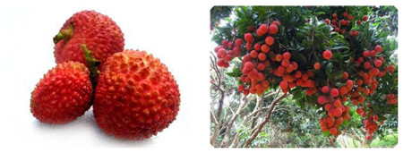 越南水果分布图,越南有名的水果有哪些