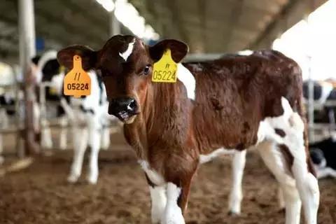 犊牛腹泻发病率为什么较高,犊牛腹泻病的原因和防治措施