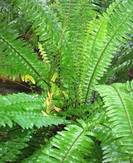 北方野生蜈蚣草,农村到处都有的这种草竟然是个宝