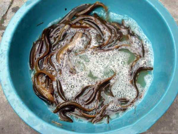 臭泥巴里面的鱼,臭泥沟里有黄鳝