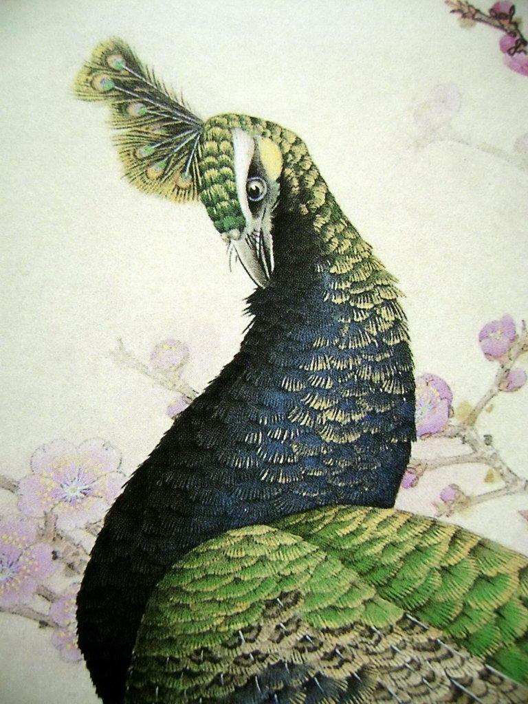 孔雀开屏的图片国画孔雀的画法,国画孔雀的画法图片