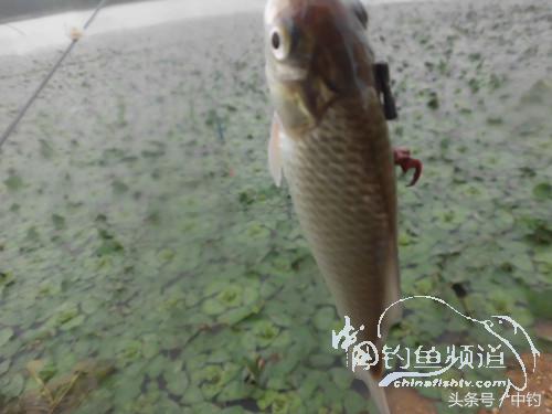 闷热缺氧鱼上浮不开口怎么钓,闷热鱼难钓为什么午时鱼难钓