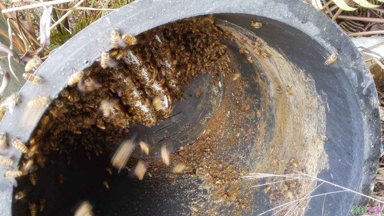 不花钱建养蜂场的方法,养蜂创业项目简介及前景分析