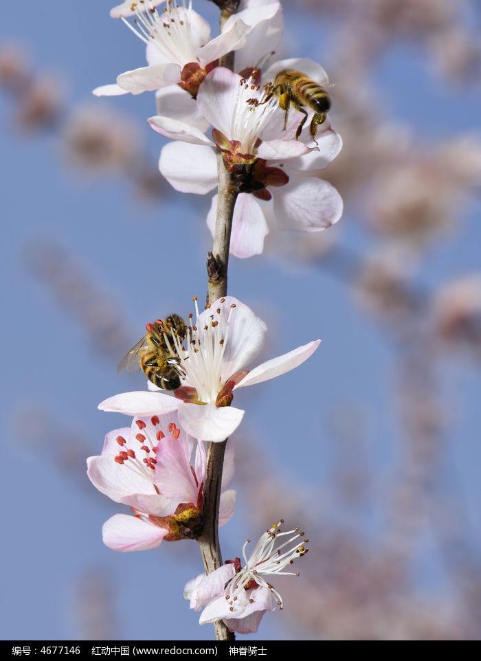 不花钱建养蜂场的方法,养蜂创业项目简介及前景分析