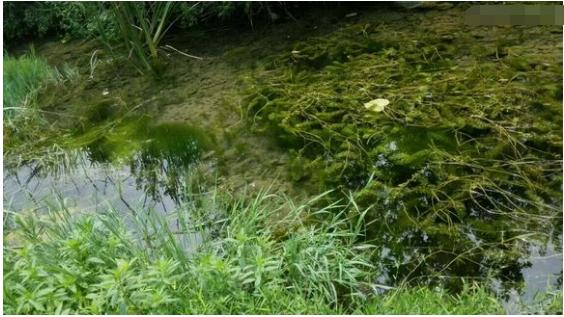 中华草龟与台湾草龟,中华草龟跟草龟有什么区别图