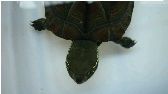 中华草龟与台湾草龟,中华草龟跟草龟有什么区别图