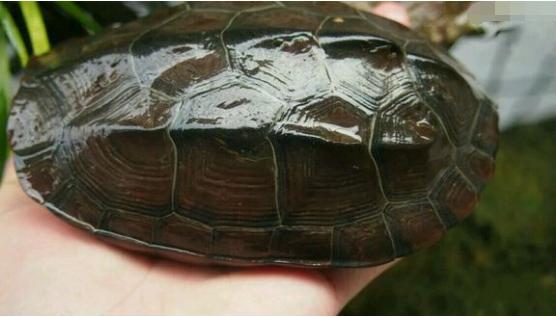 中华草龟与台湾草龟,中华草龟跟草龟有什么区别图