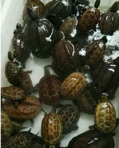 中华草龟与台湾草龟,中华草龟跟草龟有什么区别图