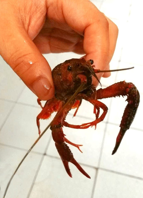 湘菜加盟连锁排行,湘西部落特点湘菜