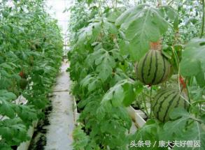 反常有解：母猪生的第一头和中间一头小猪为啥小？