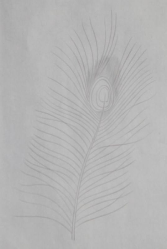 孔雀开屏的图片国画孔雀的画法,国画孔雀的画法图片