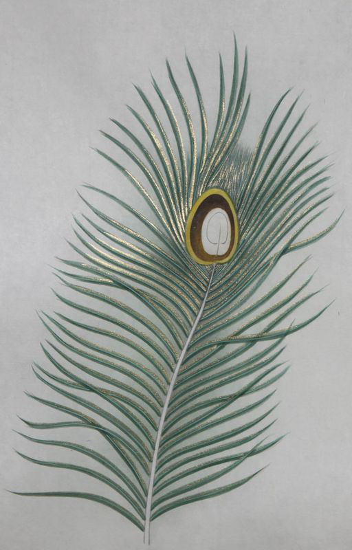 孔雀开屏的图片国画孔雀的画法,国画孔雀的画法图片