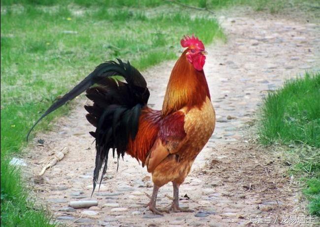 中国的十二生肖现在还有几个,中国的十二生肖都是什么