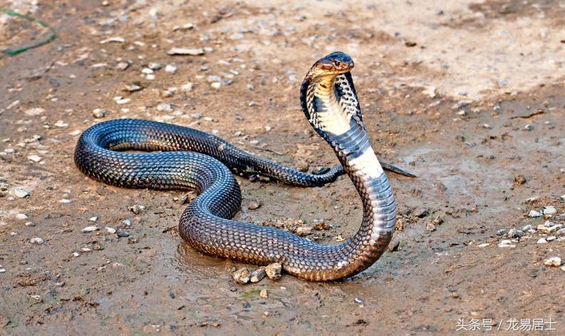 中国的十二生肖现在还有几个,中国的十二生肖都是什么