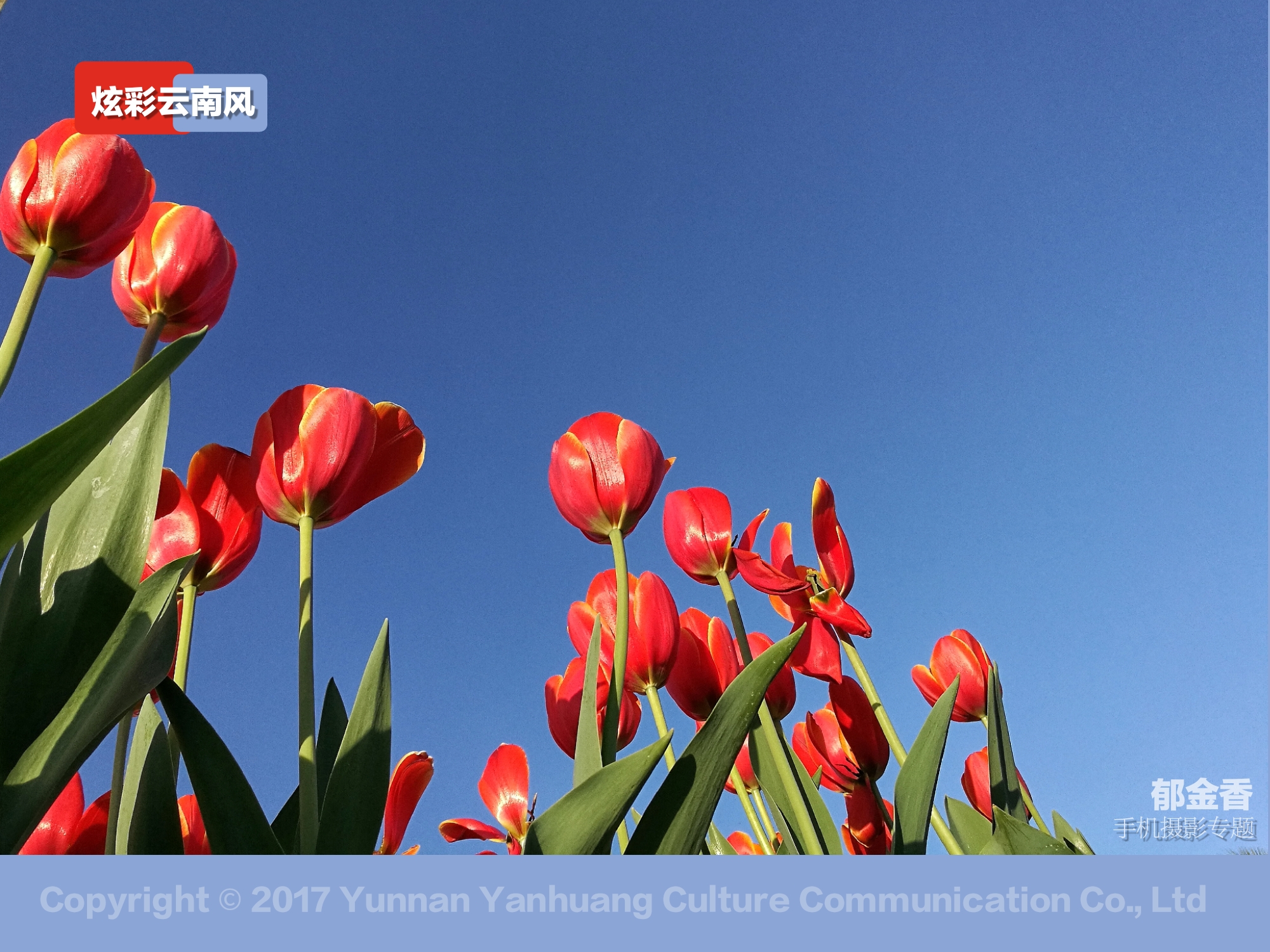 手机拍摄唯美的郁金香,荷兰国花郁金香造型