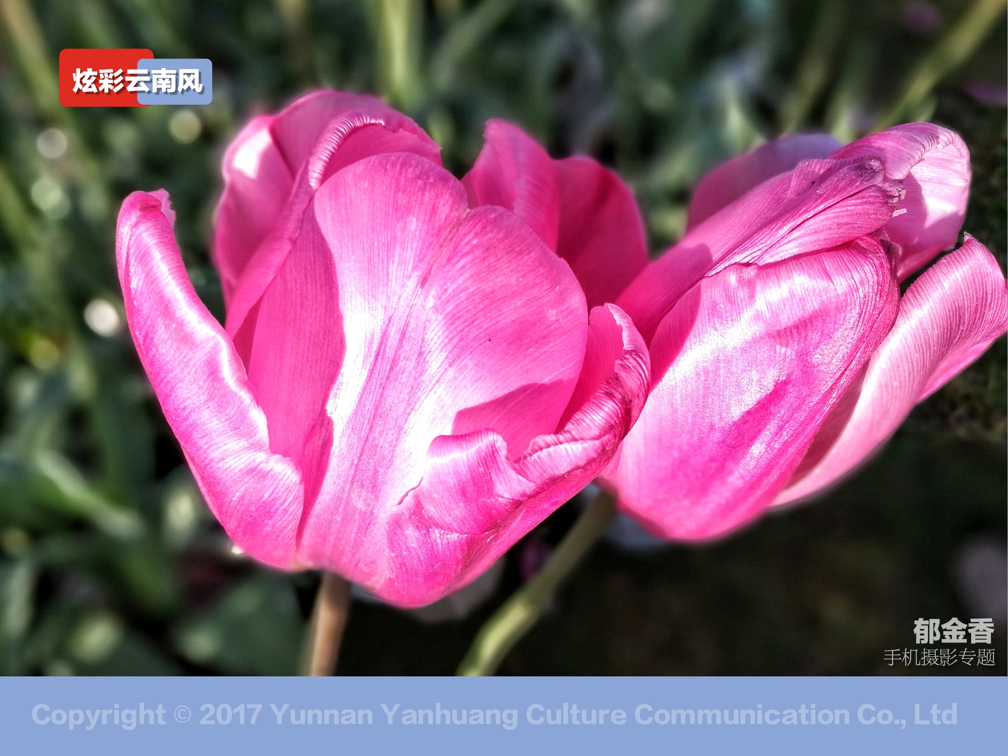 手机拍摄唯美的郁金香,荷兰国花郁金香造型