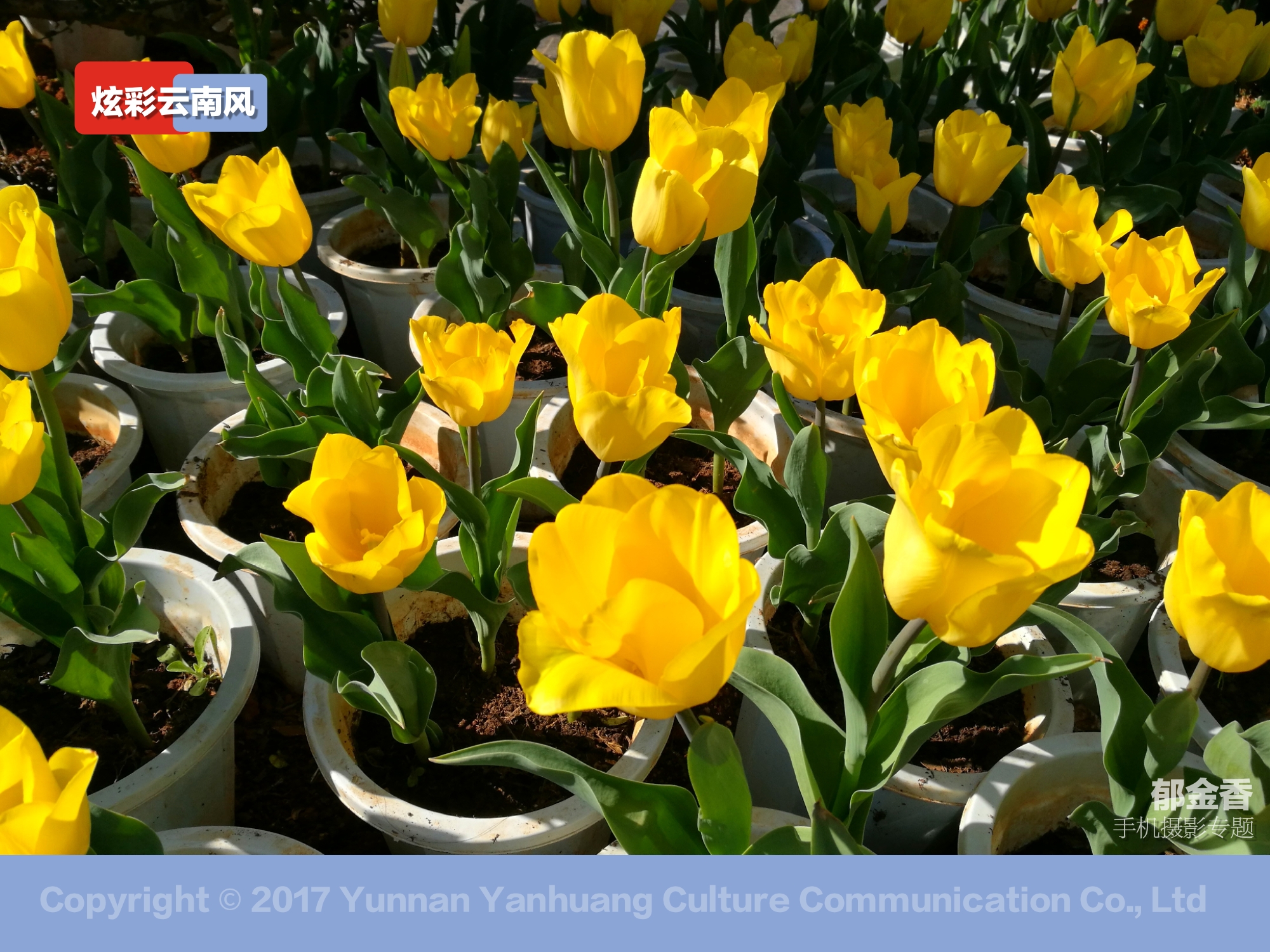 手机拍摄唯美的郁金香,荷兰国花郁金香造型